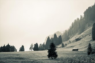 Mountain meadow with trees and small hut