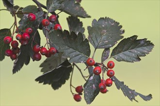 Swedish whitebeam