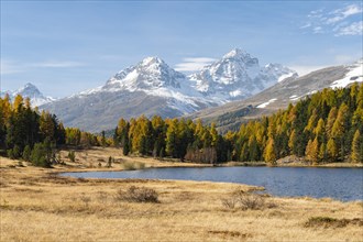 Autumnal larches with snow-covered mountain peaks on Lake Staz