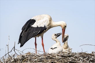 White Stork feeding young