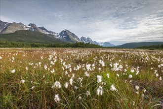 Cotton grass in wetlands off Bergen in the Lyngen Alps