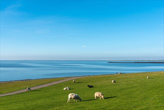 Sheep grazing on salt marshes