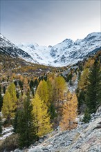 Autumnal larch forest in the valley of the Morteratsch Glacier