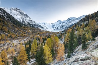 Autumnal larch forest in the valley of the Morteratsch Glacier