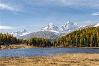 Autumnal larches with snow-covered mountain peaks on Lake Staz