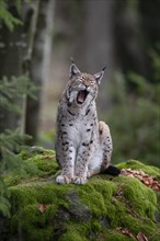 Eurasian Lynx or Northern Lynx