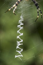 Web of the wasp spider