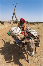 Caravan of Peul nomads with their animals in the Sahel of Niger
