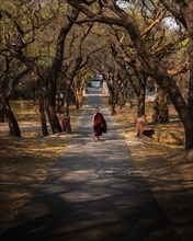Children's monk with red robe walks through tree alley