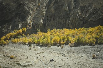 Trees glowing in autumn colours in front of a rugged rock face on a scree field in a valley of the Wakhan Corridor