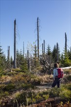 Dead spruces after bark beetle infestation on the mountain Lusen