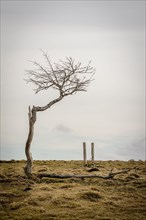 Isolated tree in winter