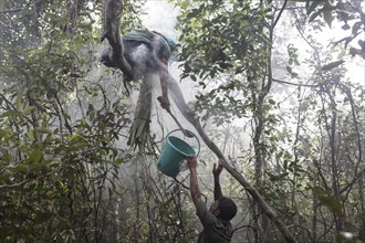 Honey collector climbs a tree in the mangrove forest to get to the combs of wild bees to collect the honey