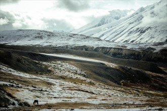 A horse grazing on a plateau in the Walkhan Corridor