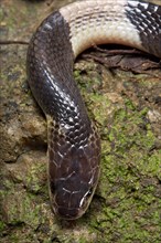 Malayan krait