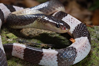 Malayan krait