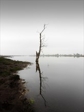 A dead tree on the banks of the Oder