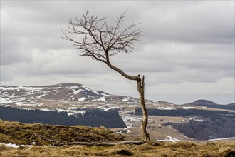 Isolated tree in winter