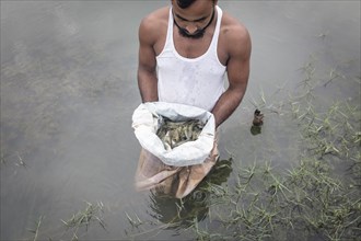 A man looks at harvested shrimps