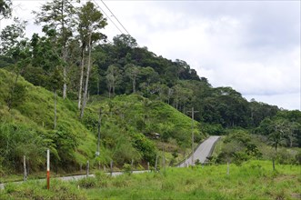 Dwindling rainforest along road 436