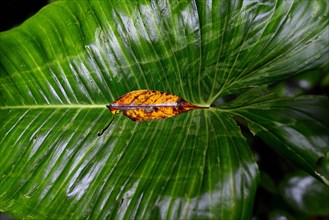 Wet leaves in tropical rainforest
