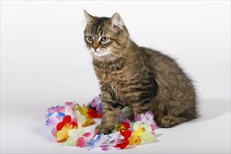Young cat with toys