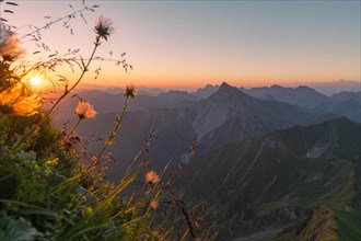 Sunrise over Lechtal Alps with faded alpine cowbell