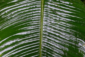 Wet leaves in tropical rainforest