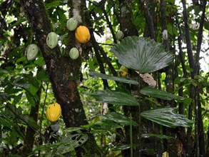 Fruits on a cocoa tree