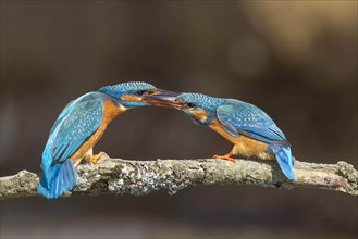 Fighting female kingfisher