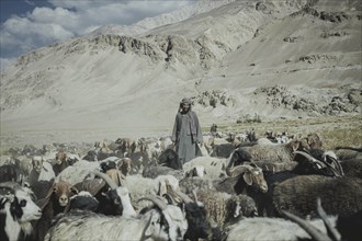 Man standing in the middle of a flock of sheep