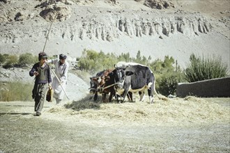 Boy and man threshing grain with three oxen on a threshing floor