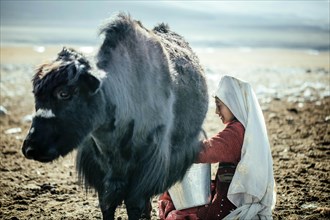 Woman milking a yak