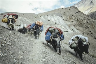 Heavily loaded yaks on a scree field in the mountains kick up dust