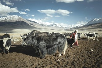 Woman leads a yak calf to its mother