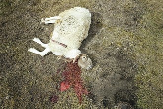 Slaughtered sheep lying with its neck cut in its blood in a mountain meadow