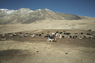 A woman in the middle of a herd of yaks on a bare plateau