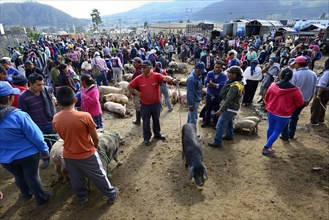 People and farm animals at the weekly livestock market