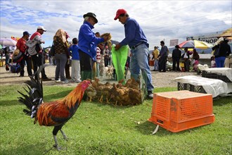 Sale of chickens