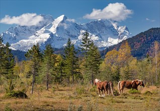 Autumn landscape with horses in the Isar valley with Alpspitze and Zugspitze in the Wetterstein range