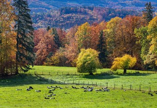 Autumn landscape with sheep pasture near Guglhoer