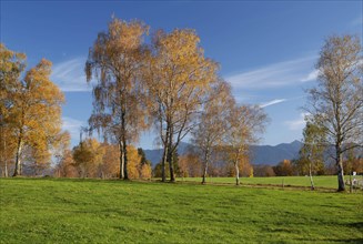 Autumn landscape with birches