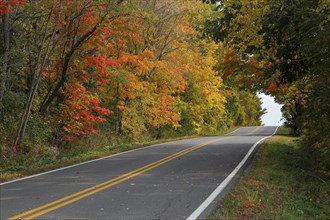 Country road through colourful autumn forest