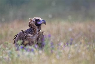 Cinereous vulture