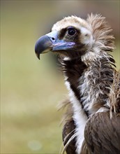 Cinereous vulture