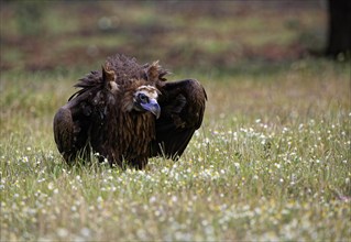 Cinereous vulture