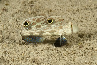 Crab goby