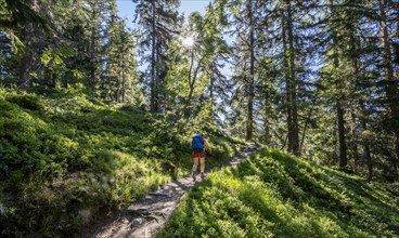 Hiker on trail through forest