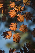Orange autumn leaves of Fullmoon Maple japonicum Aconitifolium
