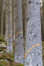 Trees marked in the forest
